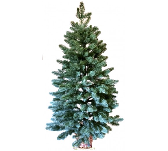 Ялина лита блакитна 1,1 м у горщику з лози